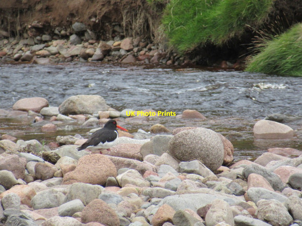 Photo 6"x4" Oystercatcher on the River Breamish Ingram c2017