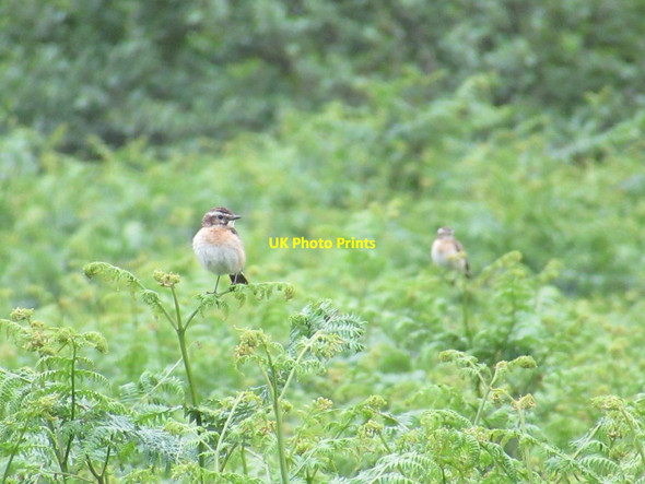 Photo 6"x4" Whinchat in the Ingram Valley Ingram c2017