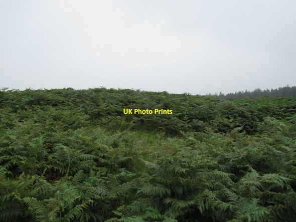 Photo 6"x4" Bracken and Woodland above Weetwood Hall East Horton c2017