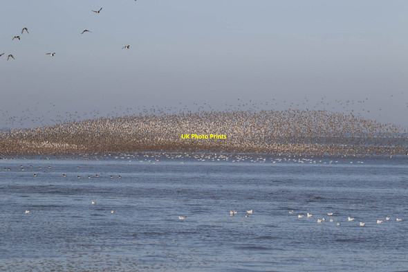 Photo 6"x4" Knot heading for Snettisham pits Wolferton c2017