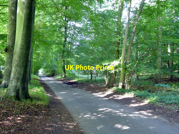 Photo 6"x4" A woodland lane Checkendon c2017