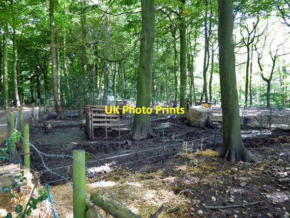 Photo 6"x4" Pig pens, Busgrove Wood Stoke Row c2017