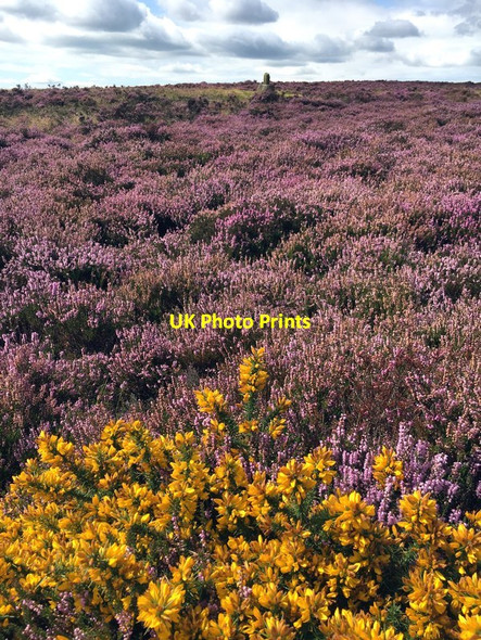 Photo 6"x4" Gorse and heather on White Edge Moor Nether Padley c2017