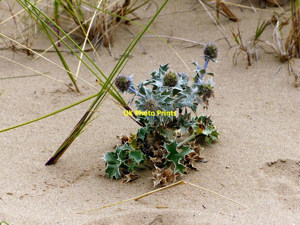 Photo 6"x4" A young Sea holly plant Crosby\/SJ3198 c2017