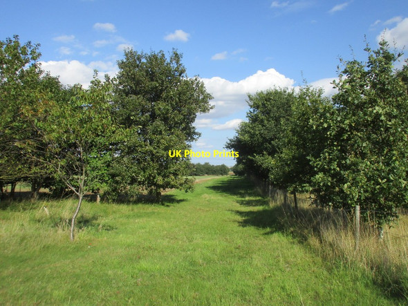 Photo 6"x4" Gap in the plantation Low Risby c2017