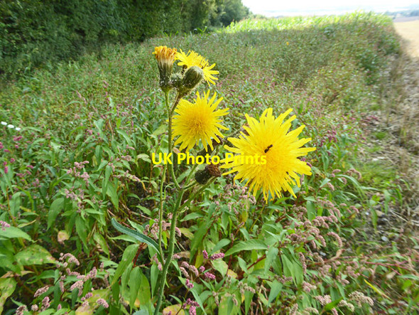 Photo 6"x4" Perennial Sow-thistle, Garsons Hill Hailey\/SU6485 c2017