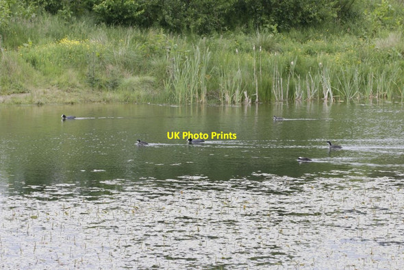 Photo 6"x4" Coots in the Lake Llansantffraed-in-Elwel c2017