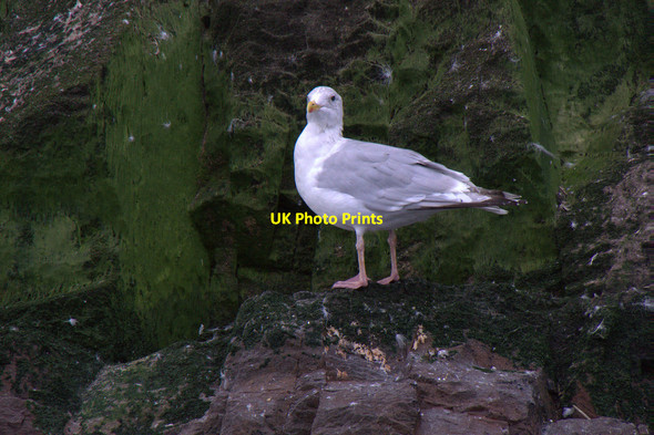 Photo 6"x4" Herring Gull (Larus argentatus), Bass Rock Bass Rock c2017