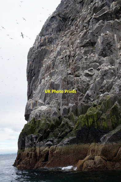 Photo 6"x4" The Pulpit, Bass Rock Bass Rock c2017