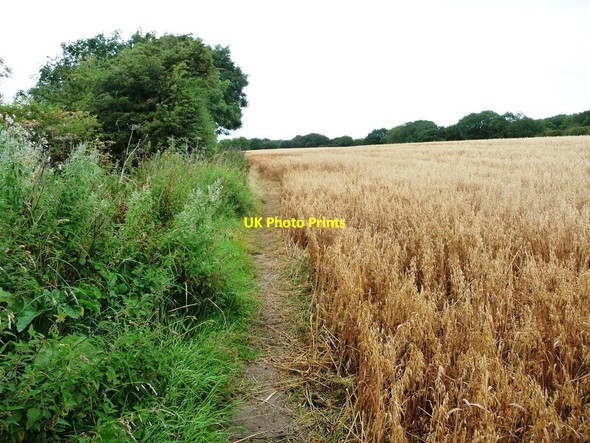 Photo 6"x4" Path heading north at Watness Bank Brotton c2017