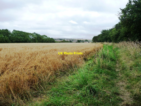 Photo 6"x4" Public footpath on the edge of an oat field Brotton c2017