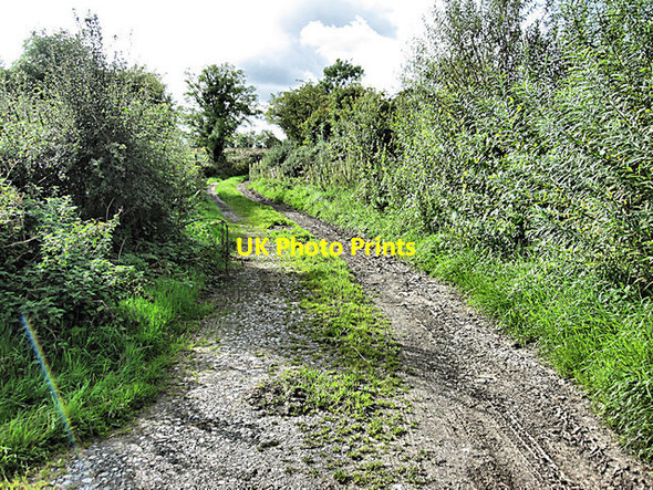Photo 6"x4" Muddy Lane Tullaroan c2017