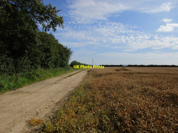 Photo 6"x4" Farm track and wheat waiting to be harvested Foxholes\/TA0173 c2017
