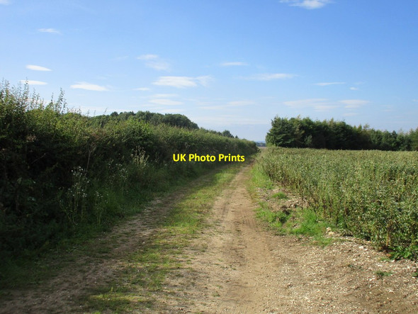 Photo 6"x4" Farm track and field of beans, Willerby Wold Foxholes\/TA0173 c2017