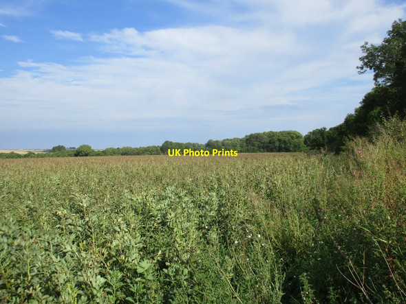 Photo 6"x4" Bean field and Long Plantation Foxholes\/TA0173 c2017