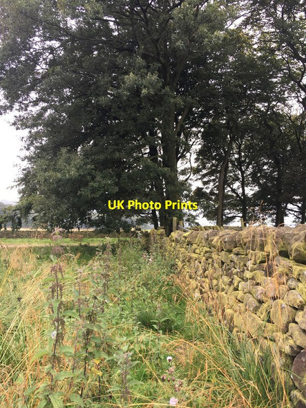 Photo 6"x4" Drystone wall and copse at Green Low Shireoaks\/SK0783 c2017