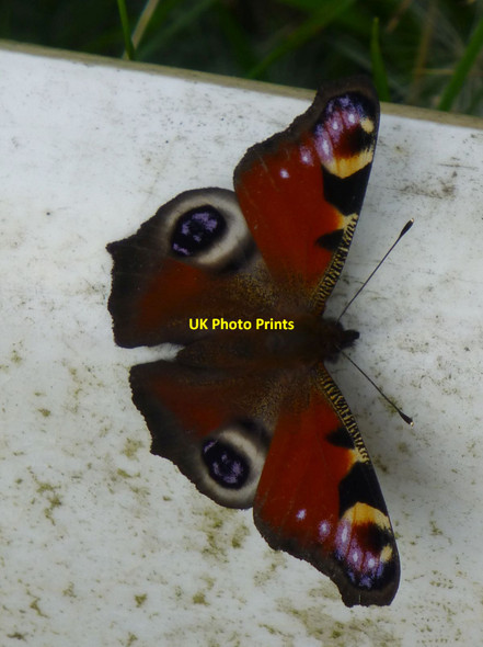 Photo 6"x4" Peacock Butterfly (Aglais io) Raylees c2017