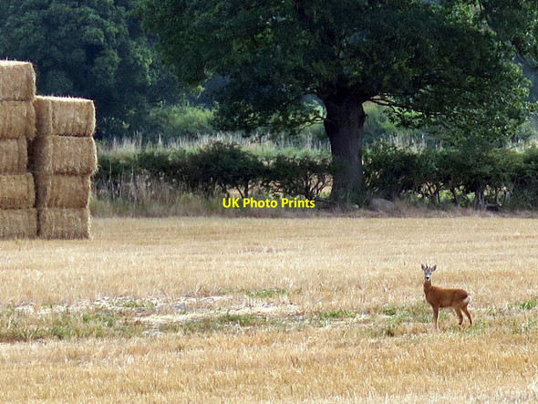 Photo 6"x4" Deer in stubble field Houghton\/NZ1266 c2017