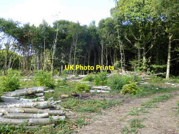 Photo 6"x4" Coppiced area, Featherley Wood Bossingham c2017