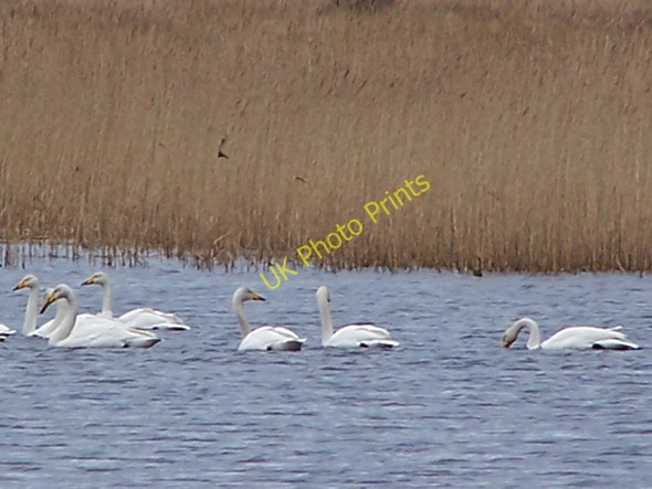 Photo 6"x4" Whooper swans on Loch Suardal Garrachan c2009