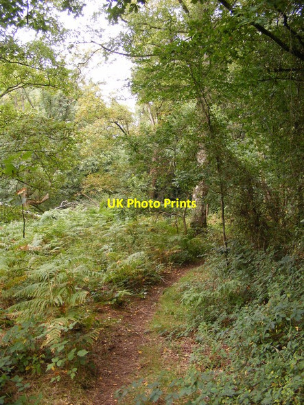 Photo 6"x4" Woodland Path Chesterton\/SO7897 c2017