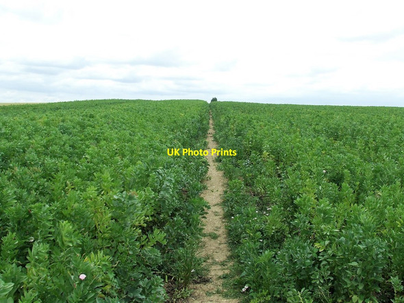 Photo 6"x4" Footpath Through The Crop Arkesden c2017