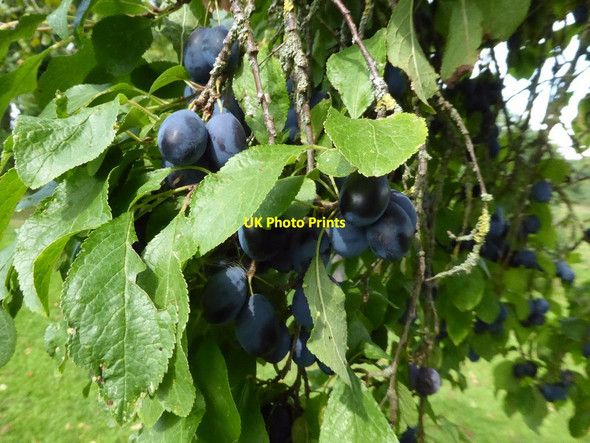 Photo 6"x4" Damson plums Bringsty Common c2017