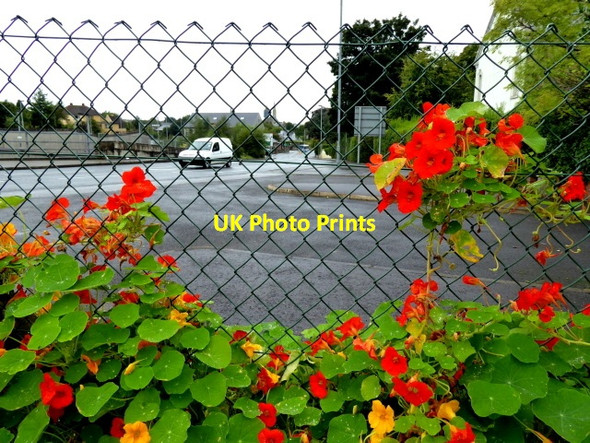 Photo 6"x4" Colourful nasturtiums along Dublin Road, Omagh Omagh c2017