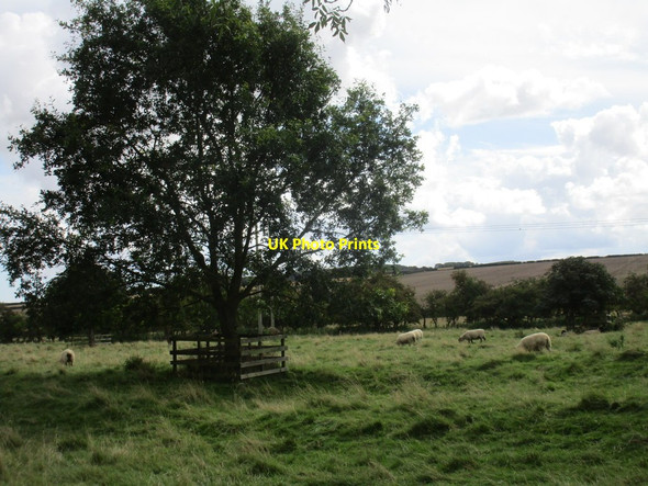 Photo 6"x4" Grazing sheep at Boythorpe Butterwick\/SE9971 c2017