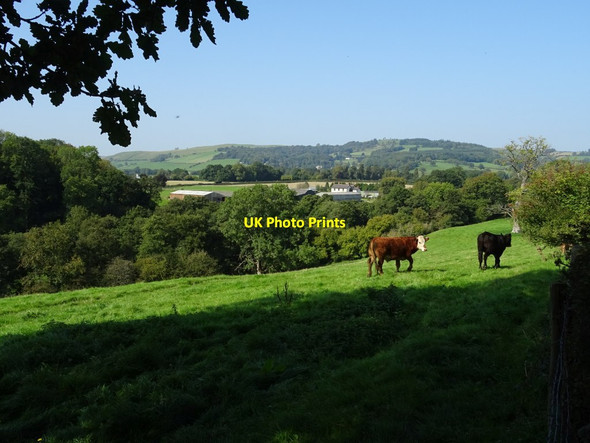 Photo 6"x4" Cattle in a field Presteigne\/Llanandras c2020