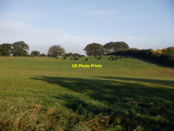 Photo 6"x4" Cattle, Gillbank Sandford\/NS7143 c2020