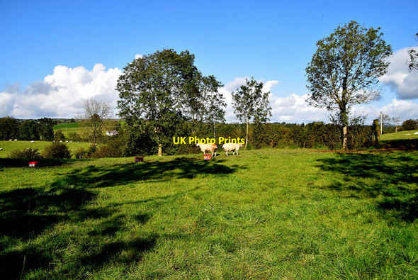 Photo 6"x4" Cattle, Rakeeragh Omagh c2020