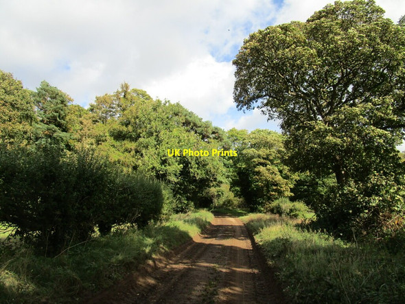 Photo 6"x4" Byway and Green Hill Wood Gayton Thorpe c2020