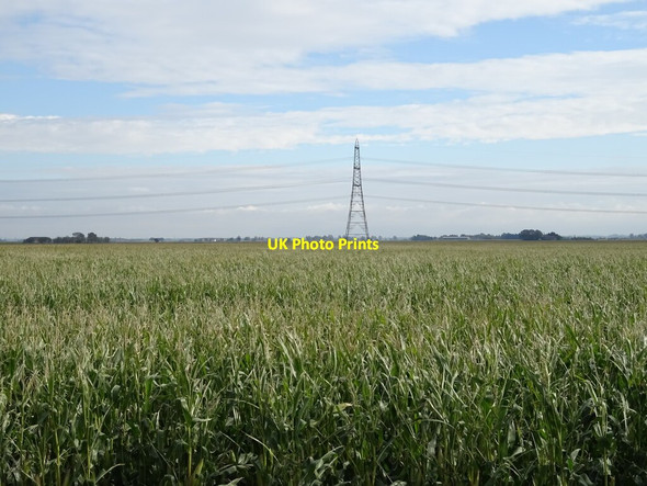 Photo 6"x4" Maize crop and pylon Emneth Hungate c2020