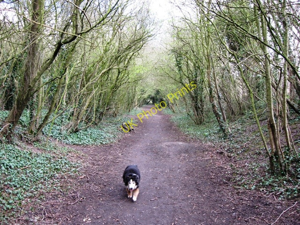 Photo 6"x4" The Disused Railway Line from Wendover to Halton Wendover c2009