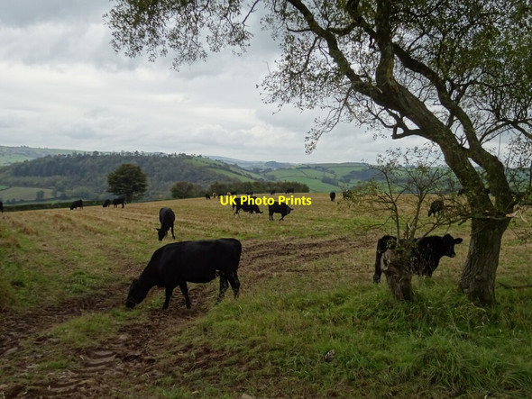 Photo 6"x4" Grazing cattle on the Cefns Mardu c2020
