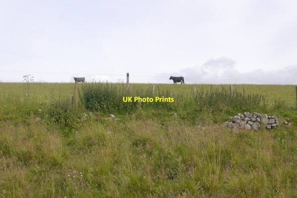 Photo 6"x4" Cattle, Whitefolds Tomnavoulin c2020