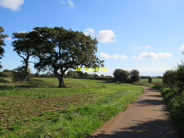 Photo 6"x4" Red Squirrel and Stenbury Trail near Newport Merstone c2020