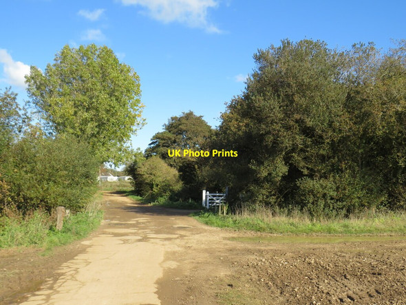 Photo 6"x4" Red Squirrel Trail near Merstone Merstone c2020