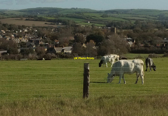 Photo 6"x4" Cattle by the coast path Burton Bradstock c2020