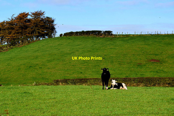 Photo 6"x4" Cattle in field, Aghafad Fintona c2020