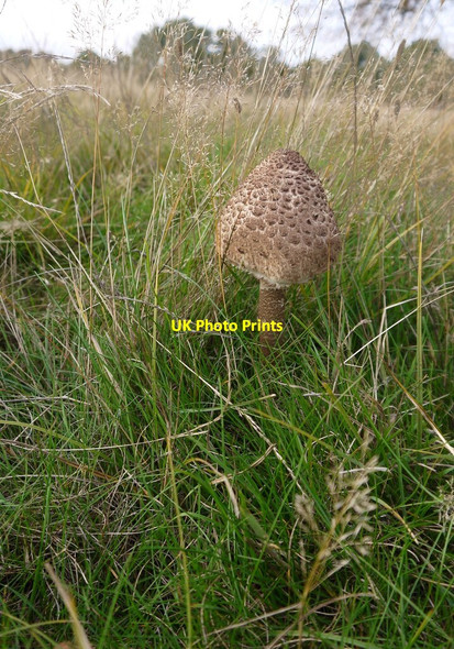 Photo 6"x4" Parasol mushroom, near Holly Lodge paddock Richmond\/TQ1874 c2020
