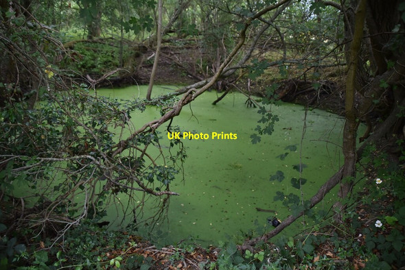 Photo 6"x4" Eutrophic pond Biddenden c2020