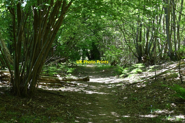 Photo 6"x4" Bridleway, Pembury Walks Lower Green\/TQ6241 c2020
