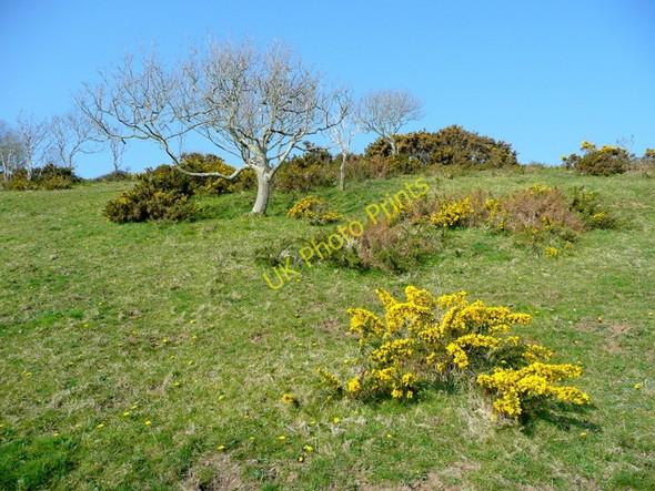 Photo 6"x4" Pasture at Gribbin Head Fowey c2009