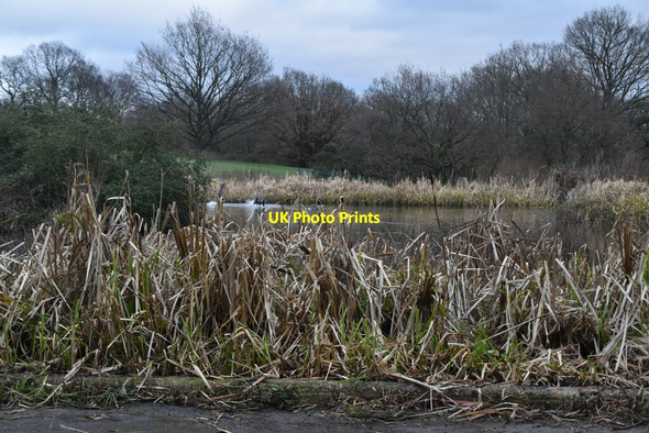 Photo 6"x4" Oakwood Wildlife Pond Southgate\/TQ3094 c2020