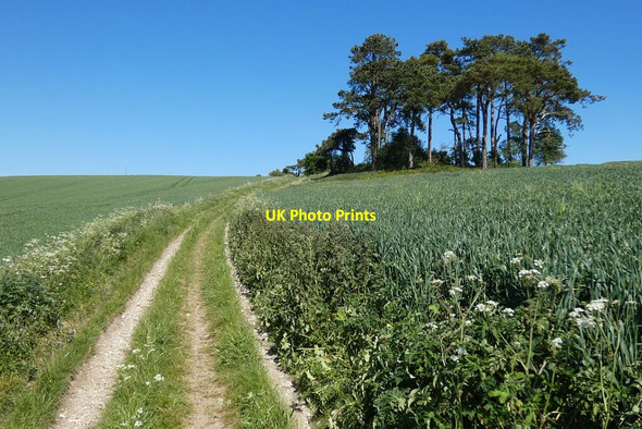 Photo 6"x4" Byway and farmland, Buttermere Buttermere\/SU3461 c2020