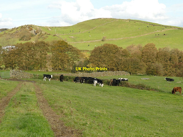 Photo 6"x4" Beef cattle near Mansriggs Hall Broughton Beck\/SD2882 c2020