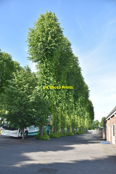 Photo 6"x4" Line of trees, Windsor Racecourse Eton c2019