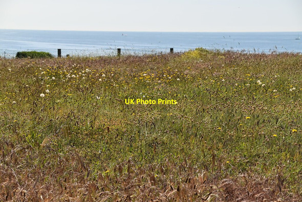 Photo 6"x4" Cliff top flower meadow Christchurch\/SZ1592 c2019